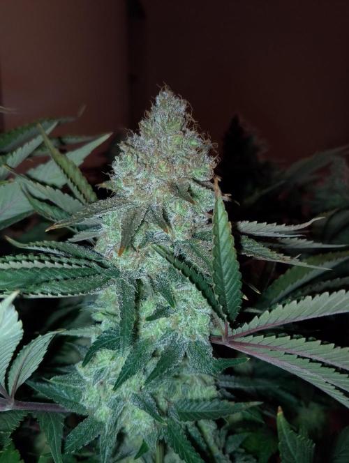 Bad microgrow. Week 10