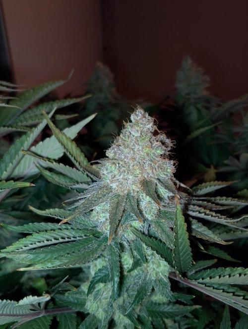 Bad microgrow. Week 10