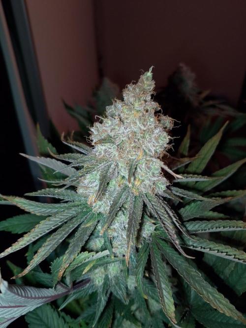 Bad microgrow. Week 10