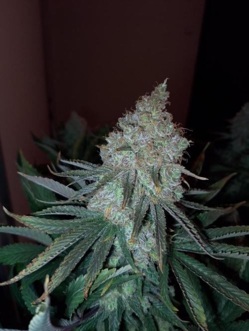 Bad microgrow. Week 10