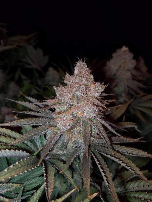 Bad microgrow. Week 10