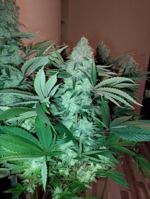 Bad microgrow. Week 10