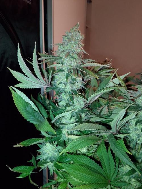 Bad microgrow. Week 10