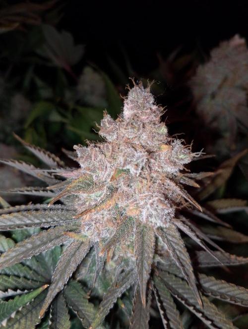 Bad microgrow. Week 10