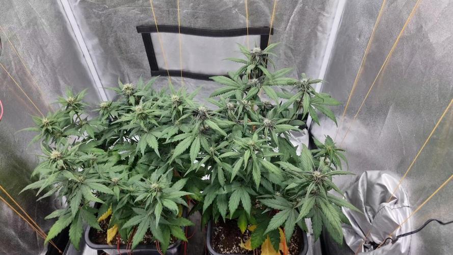 Purple Lemonade Auto