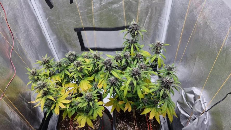 Purple Lemonade Auto