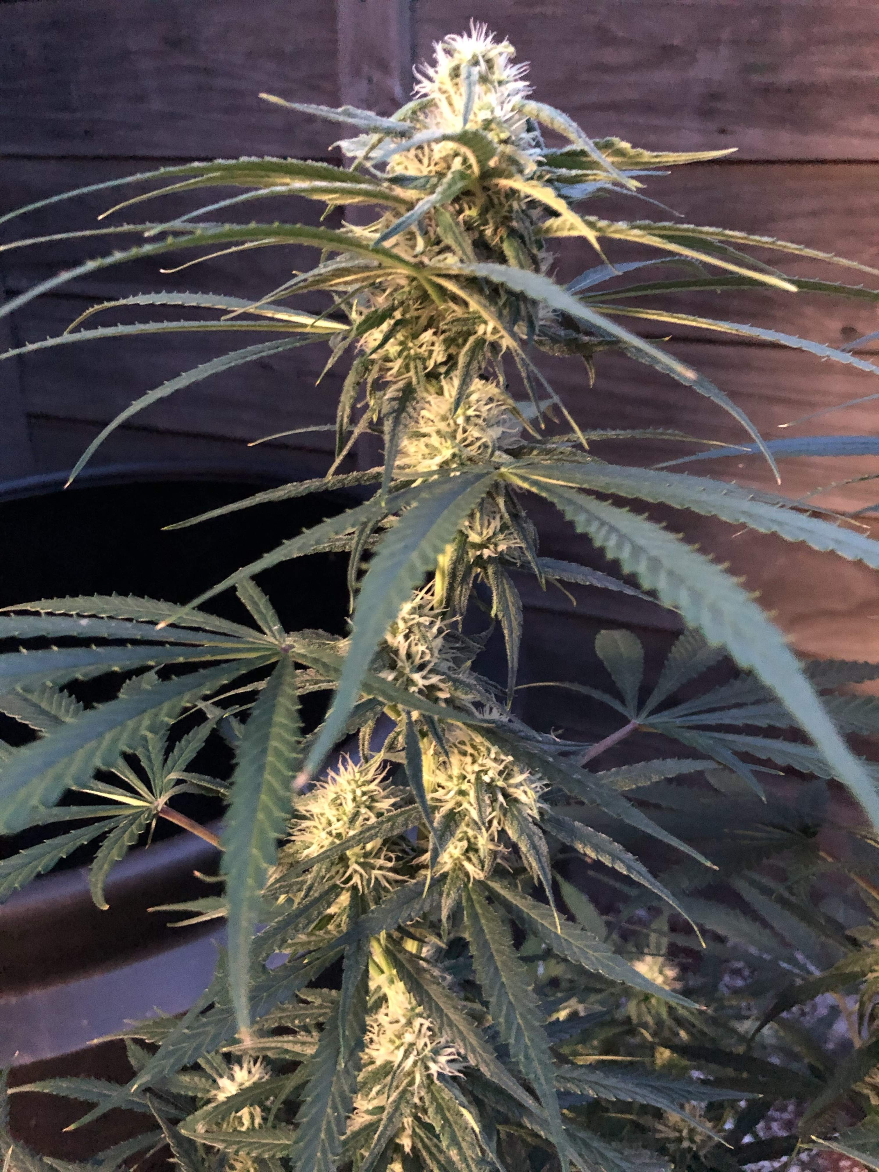 Banana OG grow diary (journal) week11 by notmrks GrowDiaries