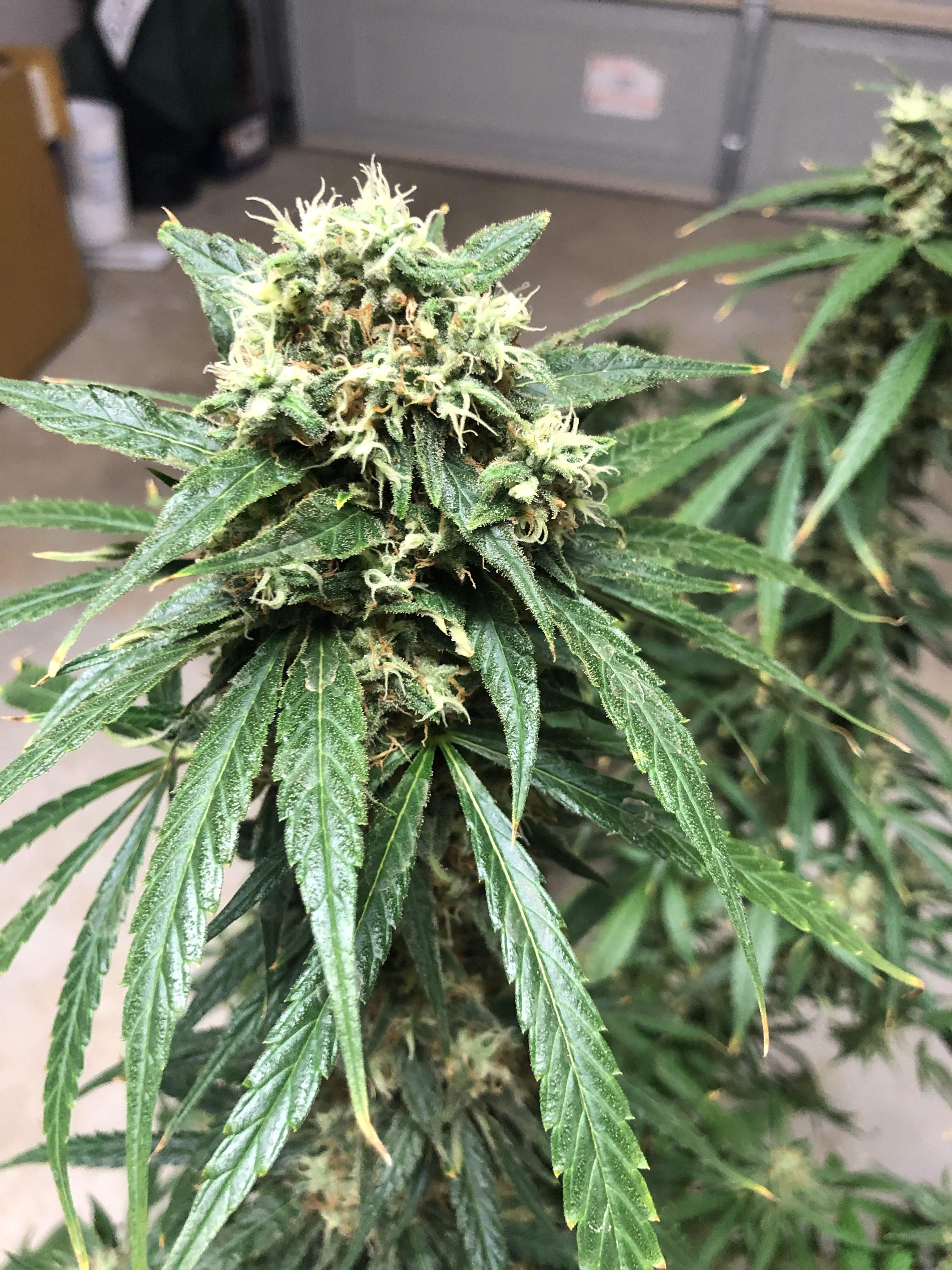 Banana OG grow diary (journal) week14 by notmrks GrowDiaries
