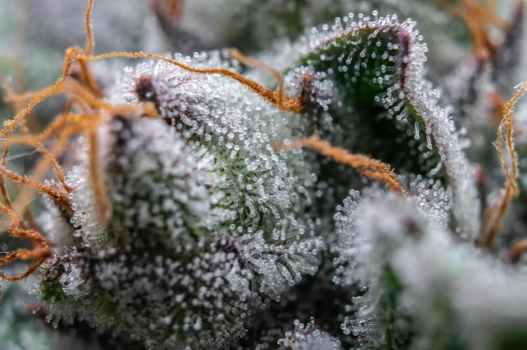 Cookies Gelato🍪🍦. Week 16