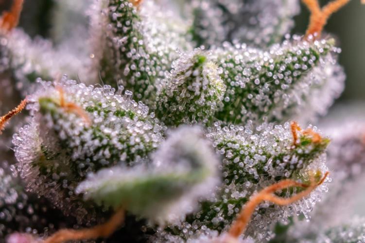 Cookies Gelato🍪🍦. Week 16