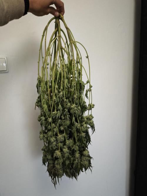 Cookies Gelato🍪🍦. Week 16