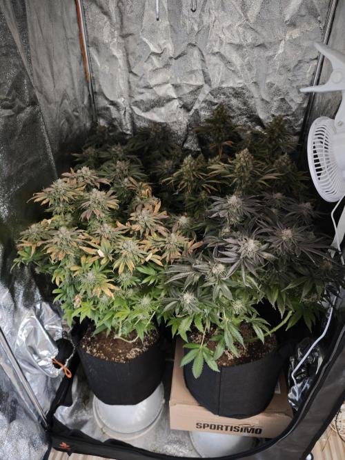 Cookies Gelato🍪🍦. Week 16