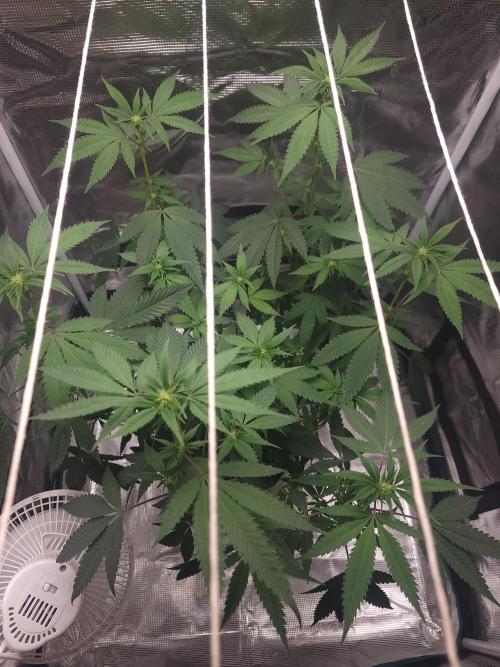  Forgot The Gas (Amnesia HazexNYC Deisel. Week 13