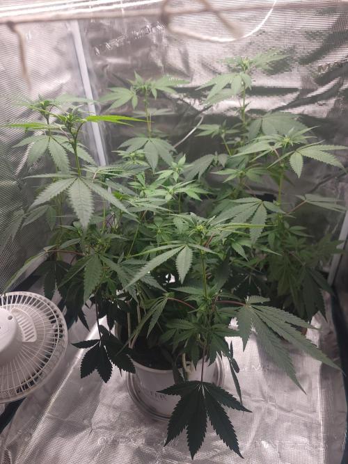  Forgot The Gas (Amnesia HazexNYC Deisel. Week 13 - First glimpse of clone taken before flower flip, setting up for seed production. 
