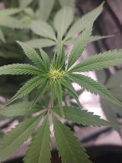  Forgot The Gas (Amnesia HazexNYC Deisel. Week 13