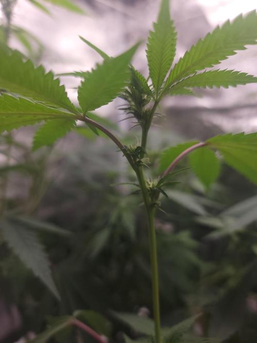  Forgot The Gas (Amnesia HazexNYC Deisel. Week 13