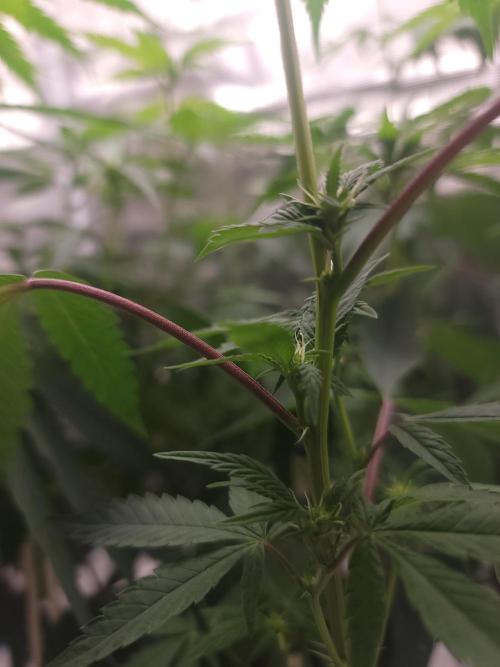 Forgot the gas. Week 13
