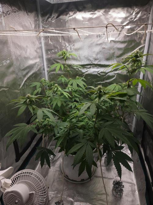  Forgot The Gas (Amnesia HazexNYC Deisel. Week 14