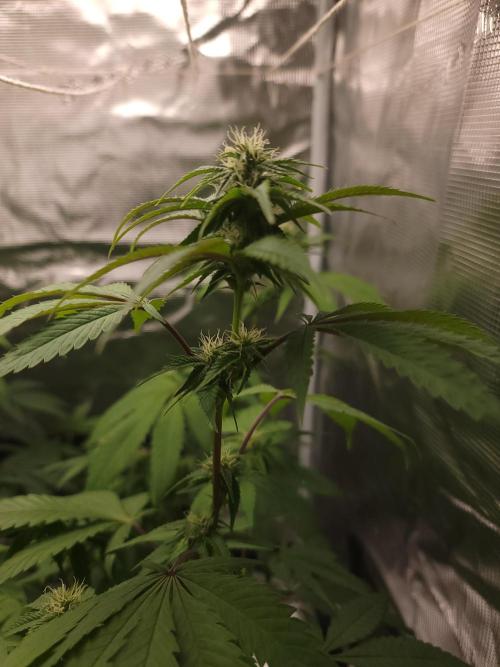  Forgot The Gas (Amnesia HazexNYC Deisel. Week 14