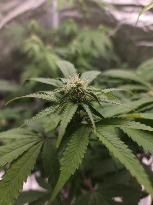  Forgot The Gas (Amnesia HazexNYC Deisel. Week 14