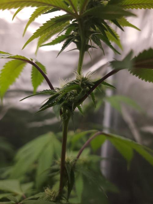  Forgot The Gas (Amnesia HazexNYC Deisel. Week 14