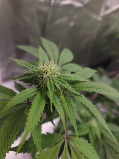 Forgot the gas. Week 14