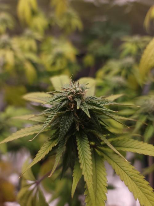  Forgot The Gas (Amnesia HazexNYC Deisel. Week 15