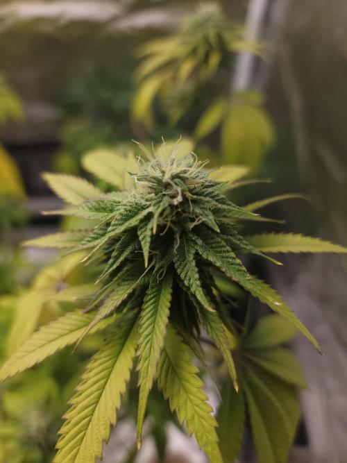  Forgot The Gas (Amnesia HazexNYC Deisel. Week 15