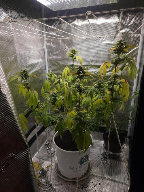  Forgot The Gas (Amnesia HazexNYC Deisel. Week 15
