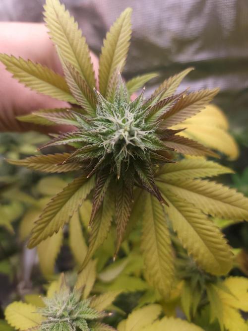  Forgot The Gas (Amnesia HazexNYC Deisel. Week 15