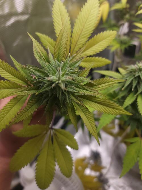  Forgot The Gas (Amnesia HazexNYC Deisel. Week 15