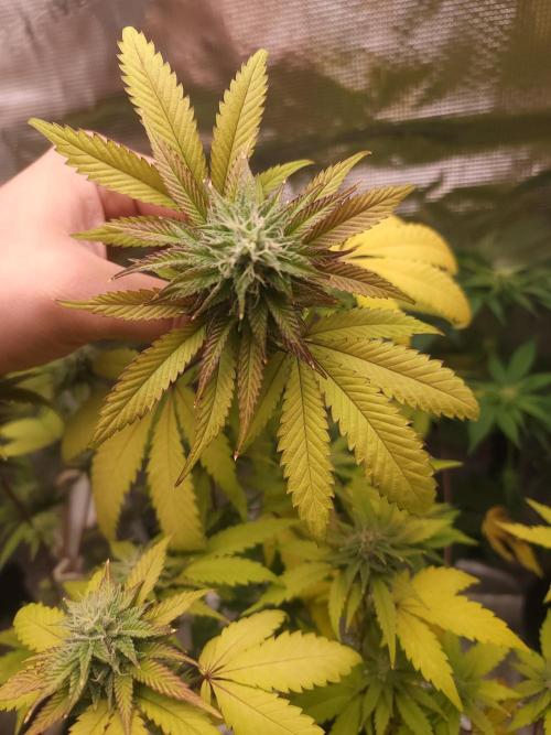 Forgot the gas. Week 15