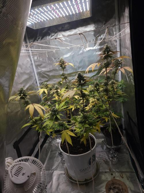  Forgot The Gas (Amnesia HazexNYC Deisel. Week 16