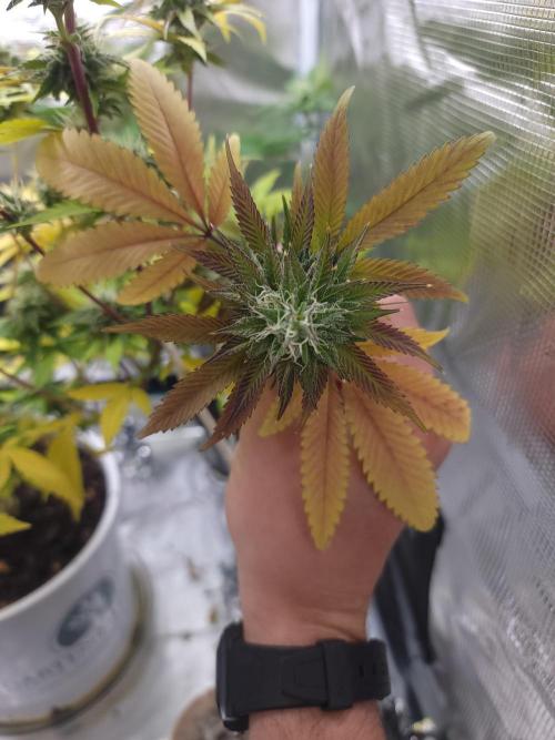  Forgot The Gas (Amnesia HazexNYC Deisel. Week 16