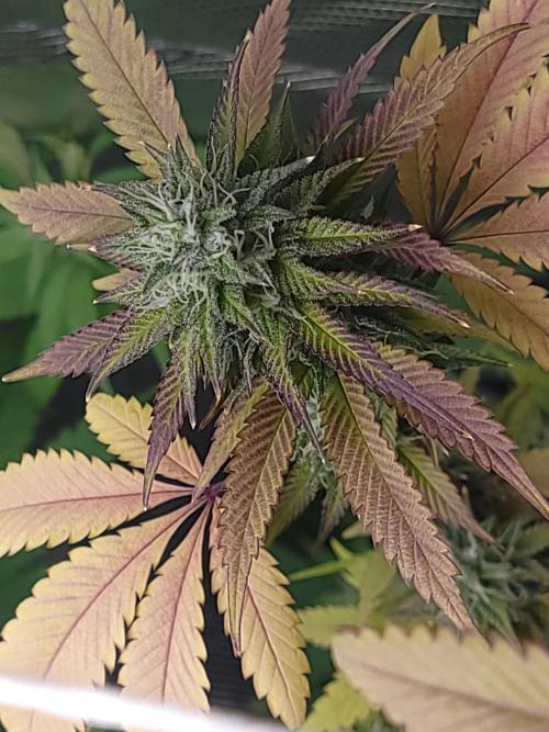  Forgot The Gas (Amnesia HazexNYC Deisel. Week 16