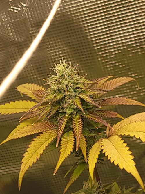  Forgot The Gas (Amnesia HazexNYC Deisel. Week 16