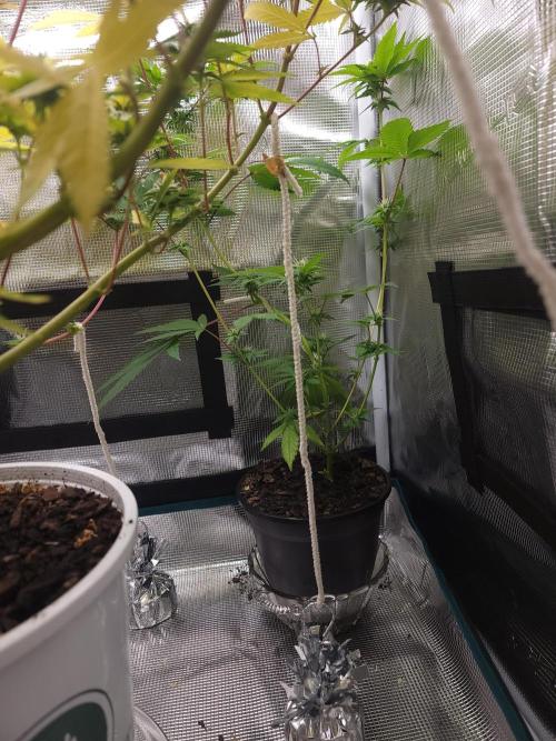  Forgot The Gas (Amnesia HazexNYC Deisel. Week 16