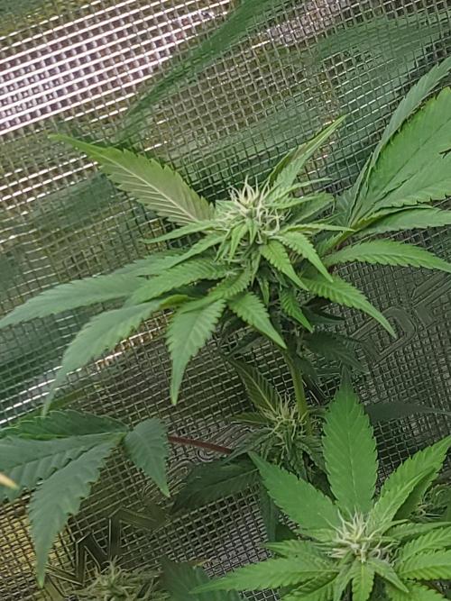  Forgot The Gas (Amnesia HazexNYC Deisel. Week 16