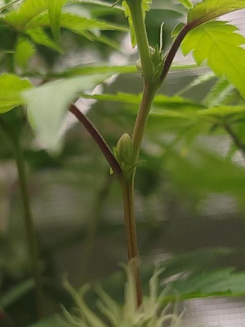  Forgot The Gas (Amnesia HazexNYC Deisel. Week 16 - Pollen sac