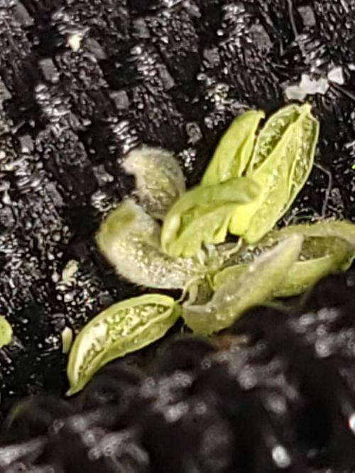  Forgot The Gas (Amnesia HazexNYC Deisel. Week 16 - close up of open sac.