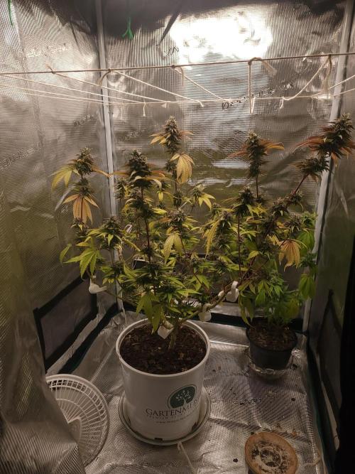  Forgot The Gas (Amnesia HazexNYC Deisel. Week 17