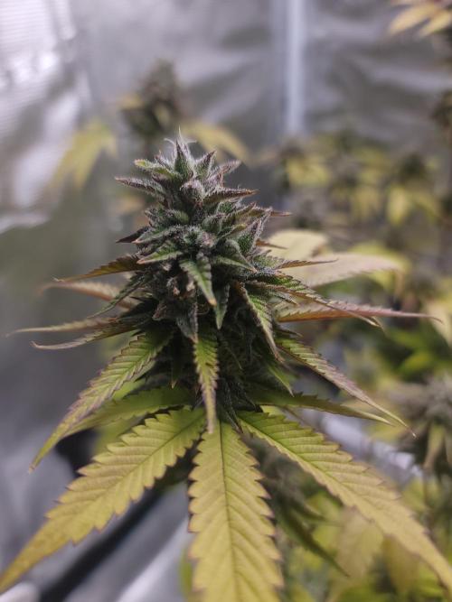  Forgot The Gas (Amnesia HazexNYC Deisel. Week 17