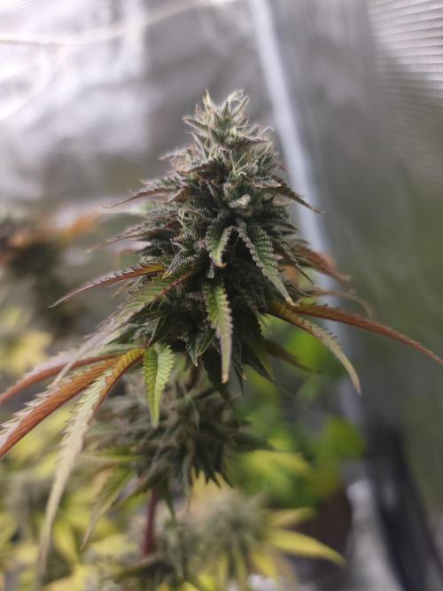  Forgot The Gas (Amnesia HazexNYC Deisel. Week 17