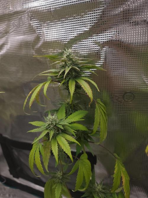  Forgot The Gas (Amnesia HazexNYC Deisel. Week 17