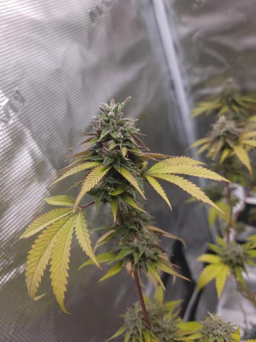 Forgot the gas. Week 17