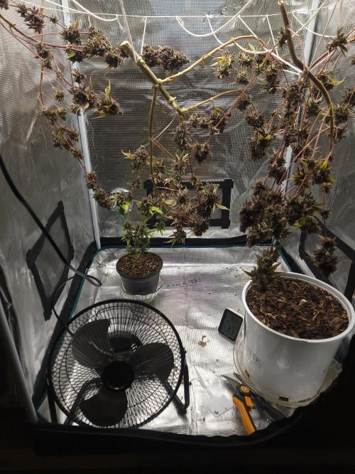  Forgot The Gas (Amnesia HazexNYC Deisel. Week 23