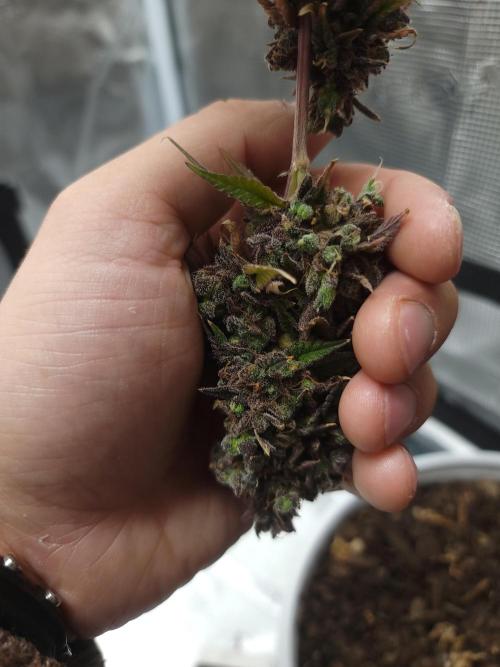 Forgot The Gas (Amnesia HazexNYC Deisel. Week 23