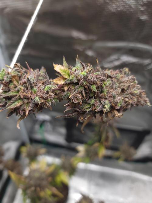  Forgot The Gas (Amnesia HazexNYC Deisel. Week 23