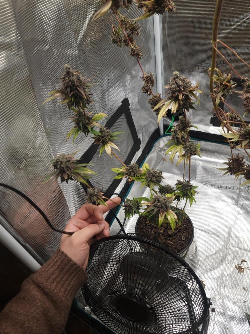  Forgot The Gas (Amnesia HazexNYC Deisel. Week 23 - Clone still 2 weeks behind main plant.