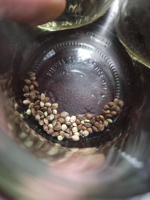  Forgot The Gas (Amnesia HazexNYC Deisel. Week 23